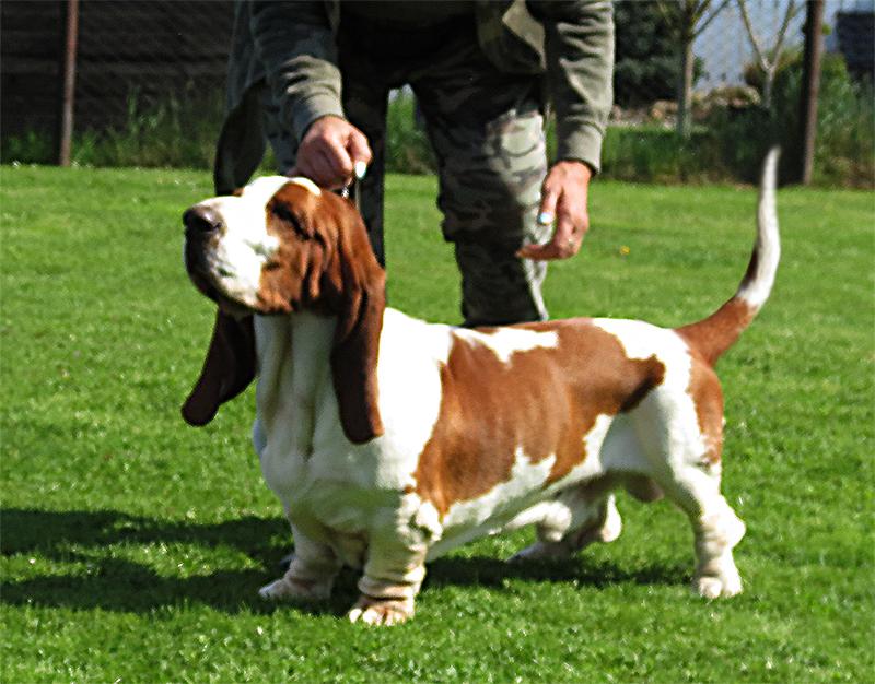 Zooey Od Berounky | Basset Hound 