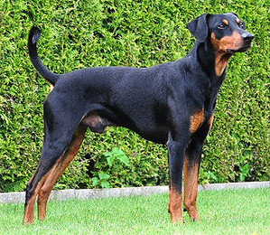 Basti vom Sünderbek | German Pinscher 