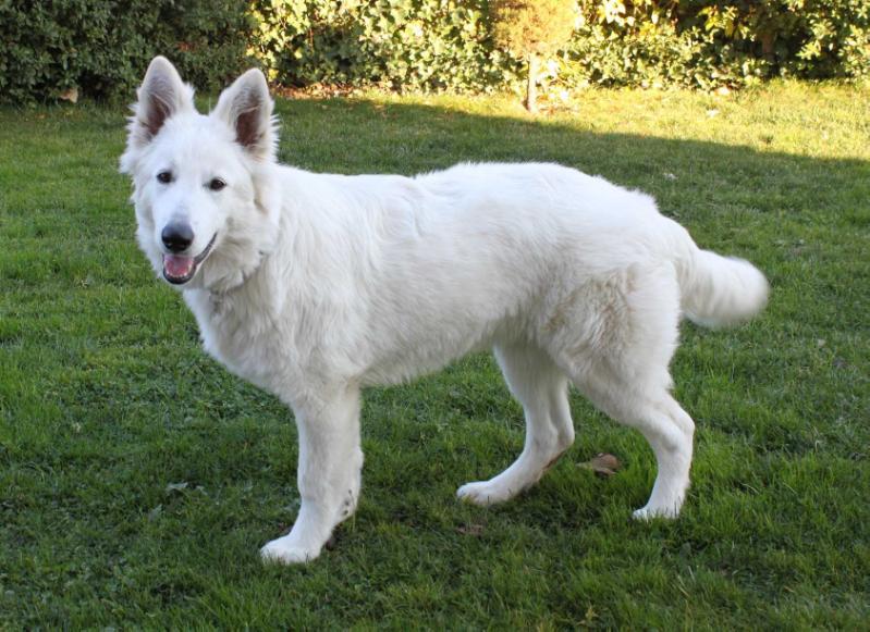 Ohalani Ahlitah Quest | White Swiss Shepherd Dog 