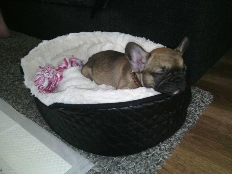 the little rascals Bailey | French Bulldog 