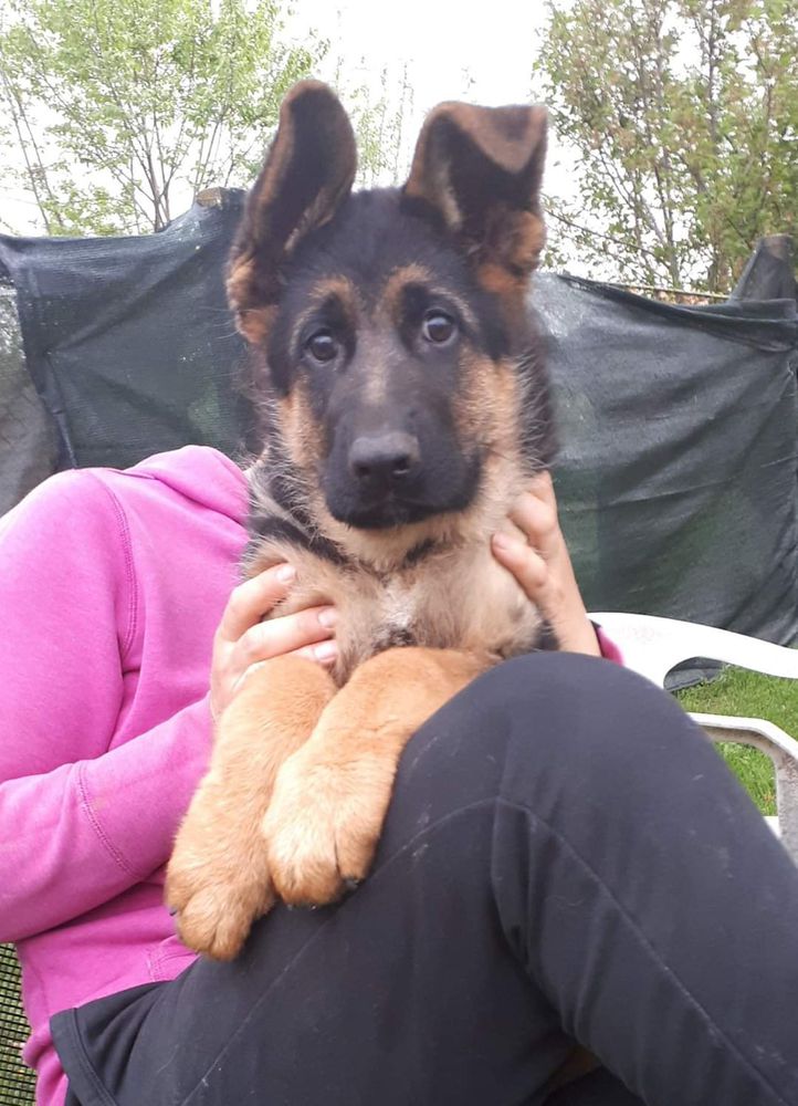 Brut Loyal Wolf | German Shepherd Dog 