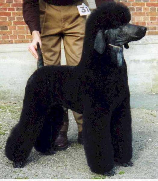 Sharbelle Krakatoa Charlie at Atastar | Poodle 