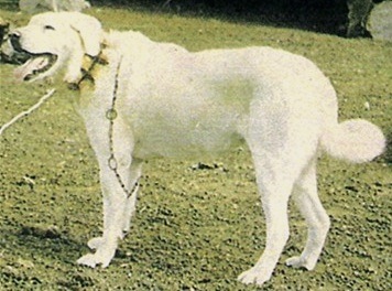 Akkus of Oltan | Anatolian Shepherd Dog 