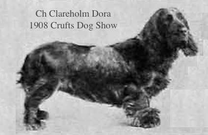 Clareholm Dora | Field Spaniel 