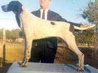Shandown's Rapid Transit (Pointer) | Dalmatian 