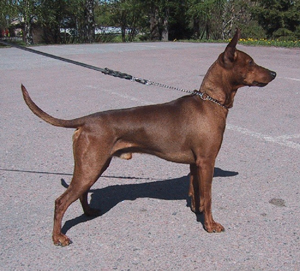 Idaco's IGAROS | German Pinscher 