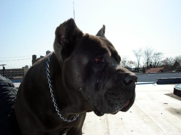 Brannan's Nino | Cane Corso 