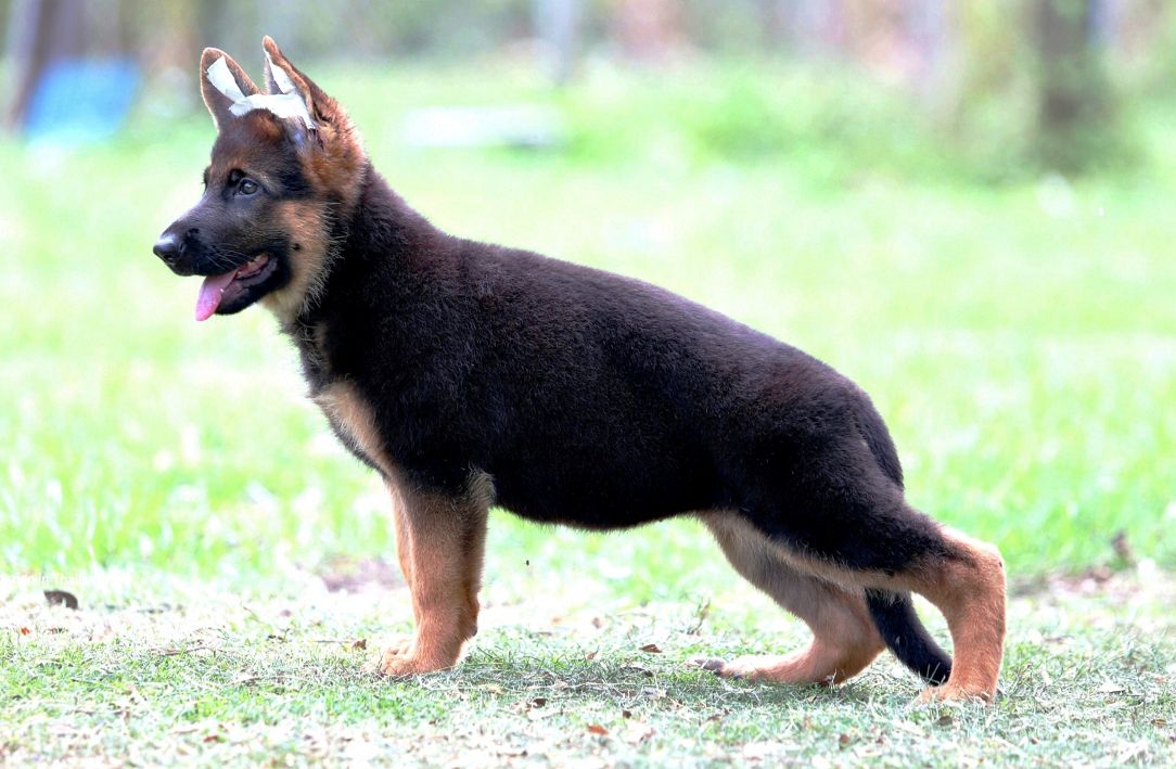 Import vom Branch Mark | German Shepherd Dog 