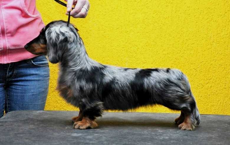 Daks-Veg-As Bella Vista | Dachshund 