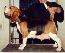 Daragoj Gloria | Beagle 