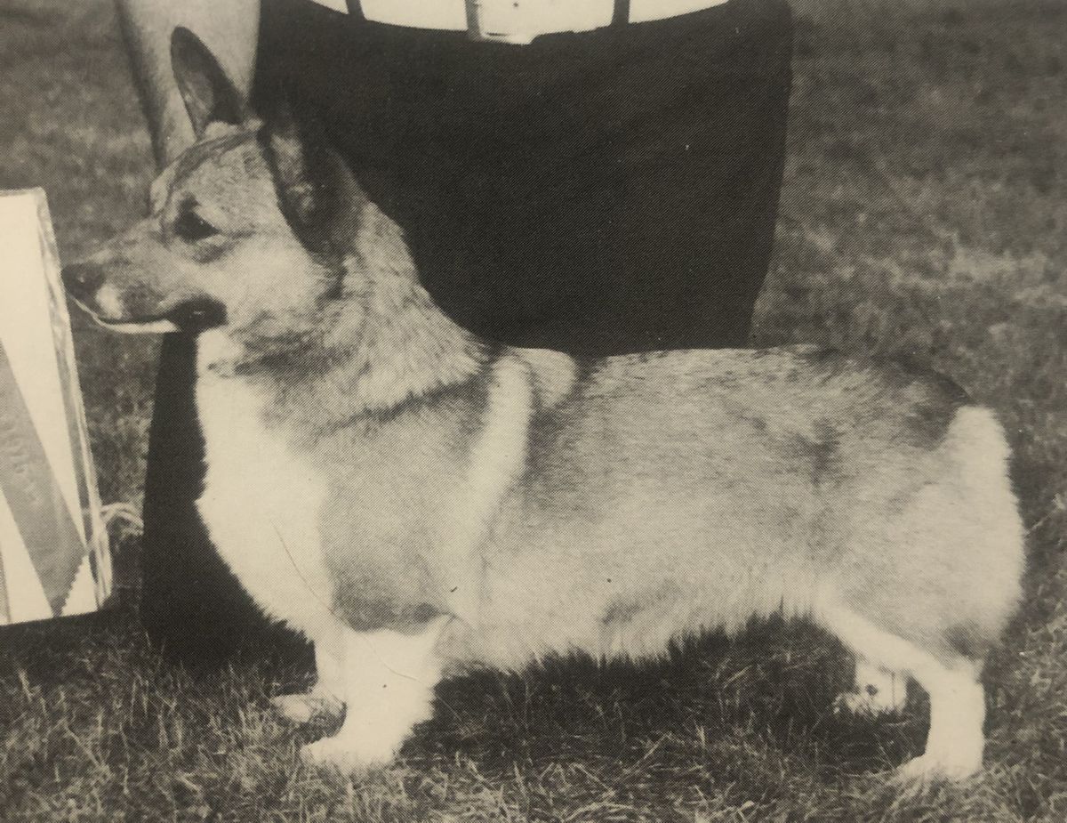 Charadel Summer Stock | Pembroke Welsh Corgi 