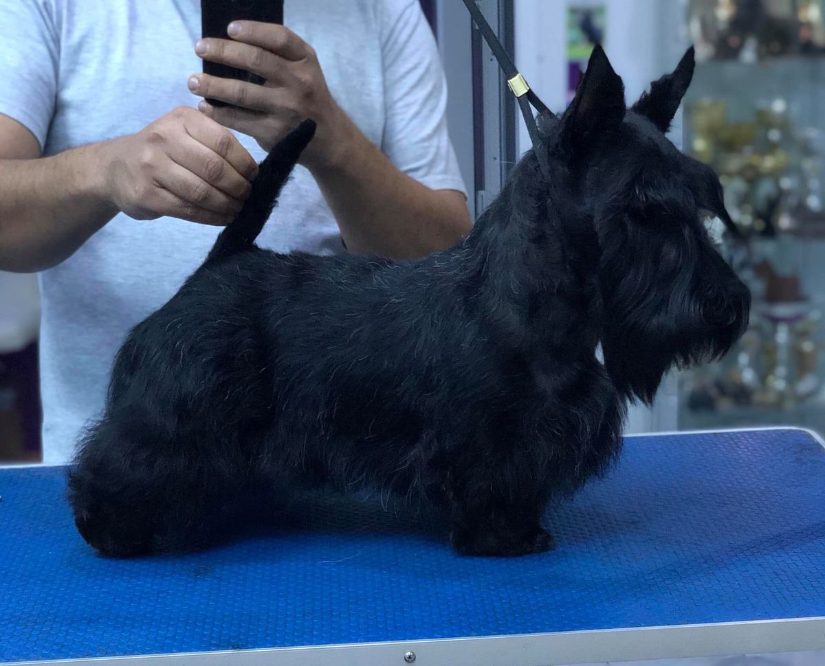 Raibeart Roua | Scottish Terrier 