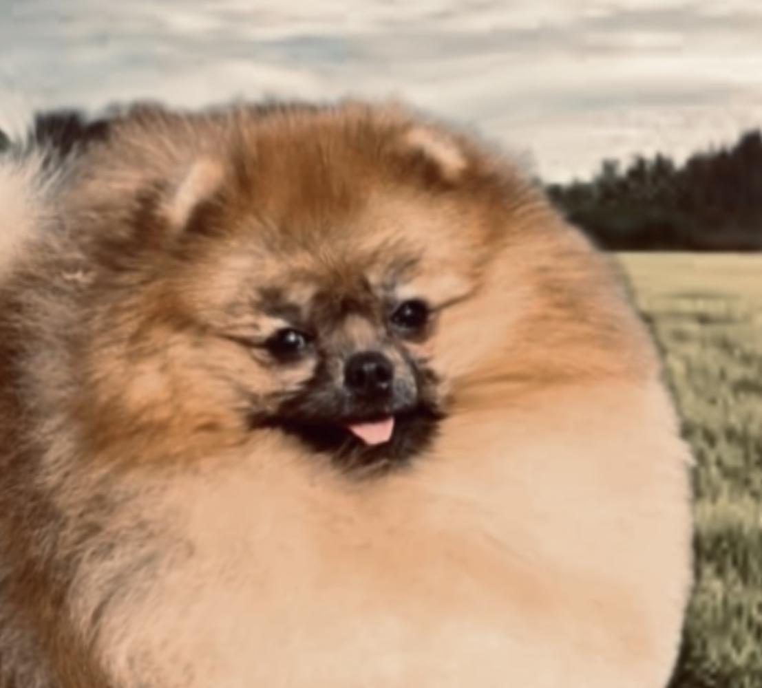 TANYAS HOUSE LADY JAY | Pomeranian 