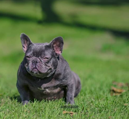 Roman Empire Ruby | French Bulldog 