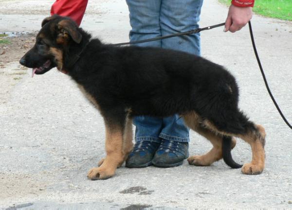 Thor Haus Sonder | German Shepherd Dog 