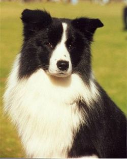 Kerrybrent Midnite Soul | Border Collie 