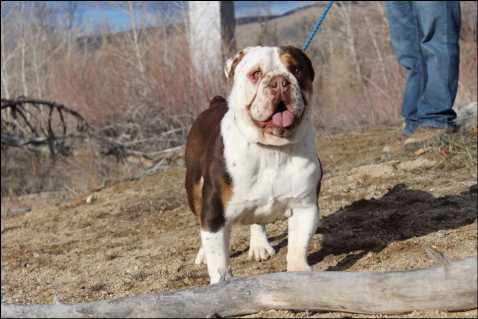 Buster Line Bulldog's Couverture | Olde English Bulldogge 