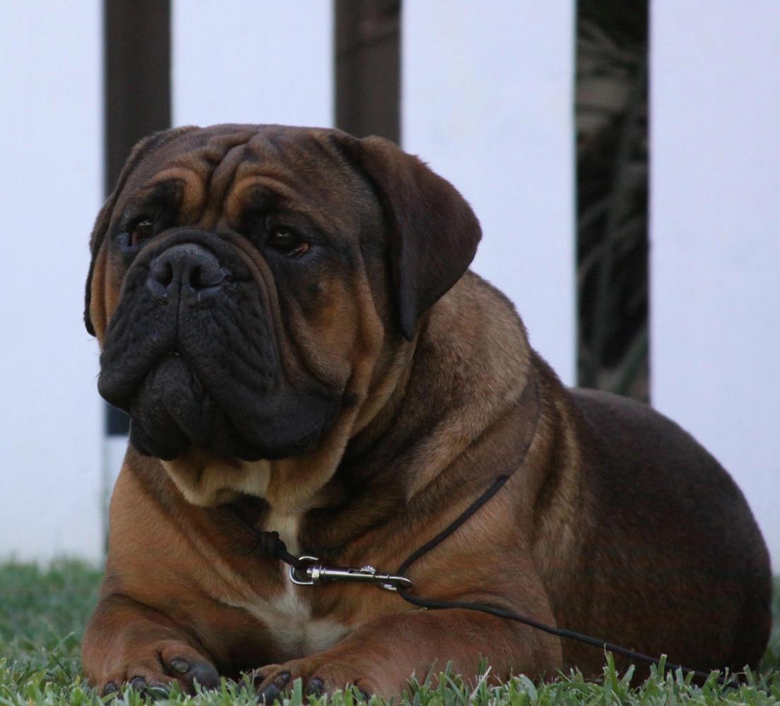 DFB’s Samson of 1BN | Olde English Bulldogge 