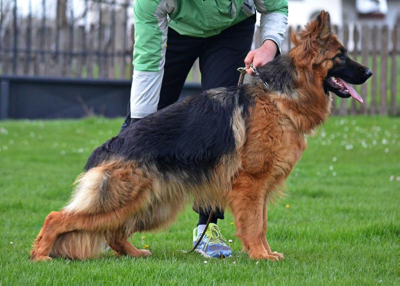 Nikolina vom Fanino | German Shepherd Dog 
