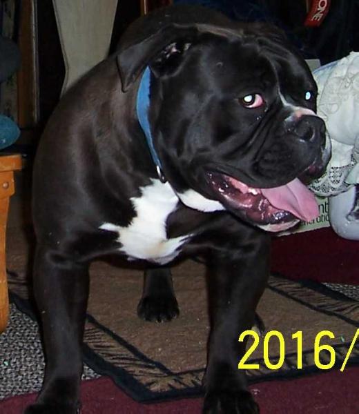 BuffaloCreek's Kiowa | Olde English Bulldogge 