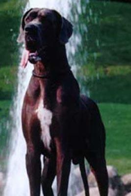 Nepomuk Von Der Schlehhecke | Great Dane 