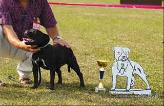 HARMONY IRELAND OF CANTERBURY | Staffordshire Bull Terrier 