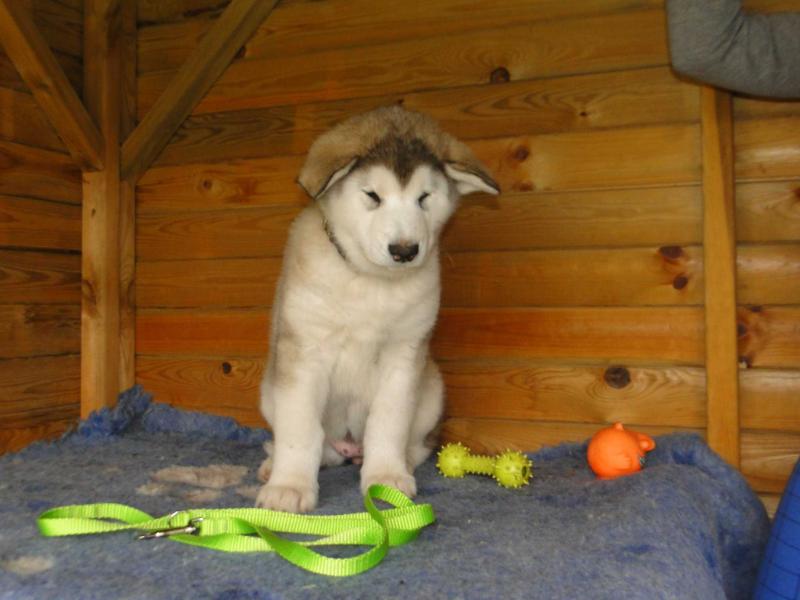 Hebe Wolf Huts | Alaskan Malamute 