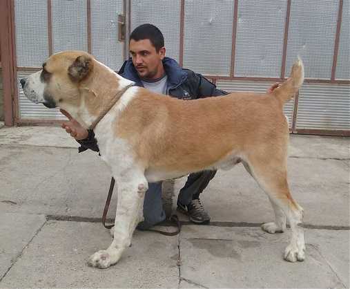 Datvi ot Klemen | Central Asian Shepherd Dog 