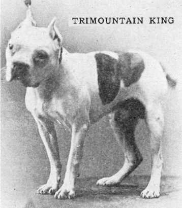 TriMountain King | Boston Terrier 