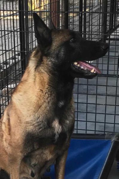 Avisa's Nation | Belgian Malinois 