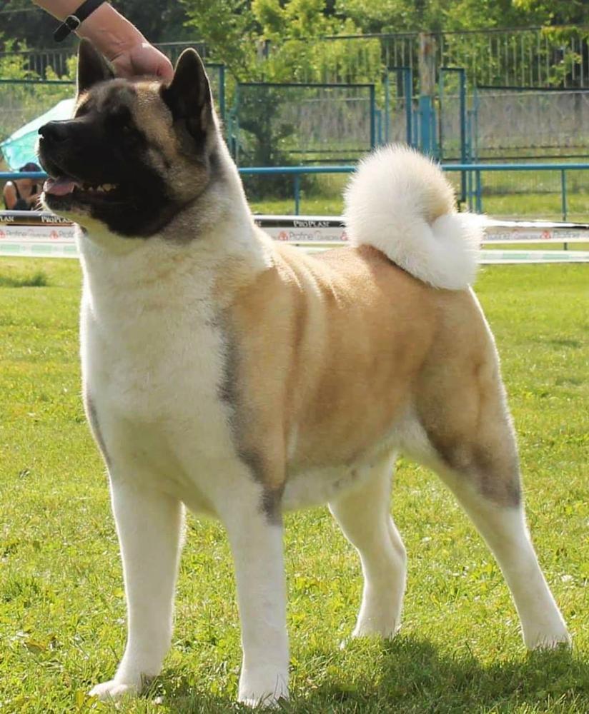 Dynamic Force Dutch Design | Akita 