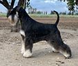 Sweet Schnauzers The Show Must Go On | Miniature Schnauzer 