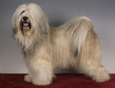 CAMBU LAMLEH LEGS-SMON | Tibetan Terrier 