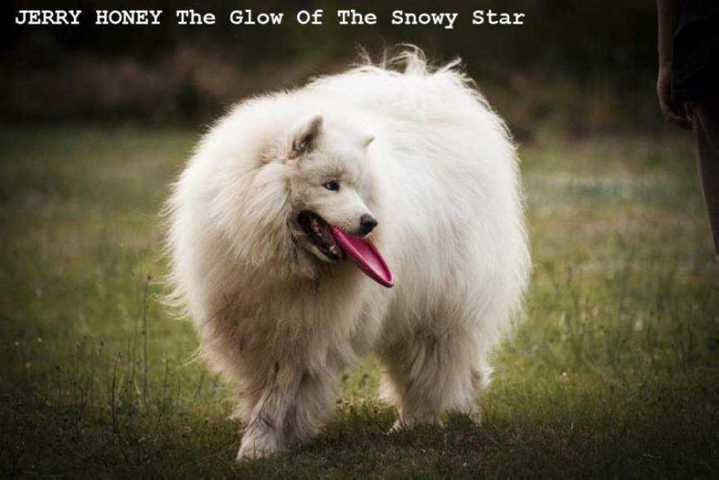 JERRY HONEY The Glow of The Snowy Star | Samoyed 