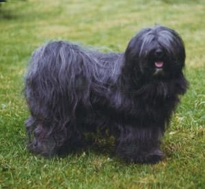 NORDLIAN'S RAJAGO PALA CHARIS | Tibetan Terrier 