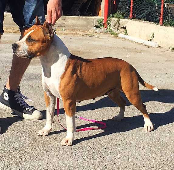 Million Dollar Baby of Bazo-Town | American Staffordshire Terrier 