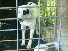 Snow Hill Patch | Border Collie 