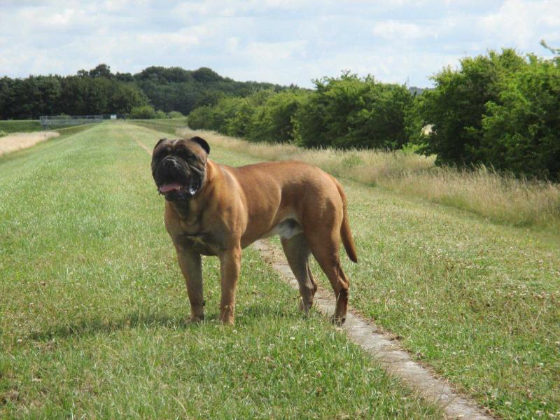 Heriol Tickets Please at Staxonoby | Bullmastiff 