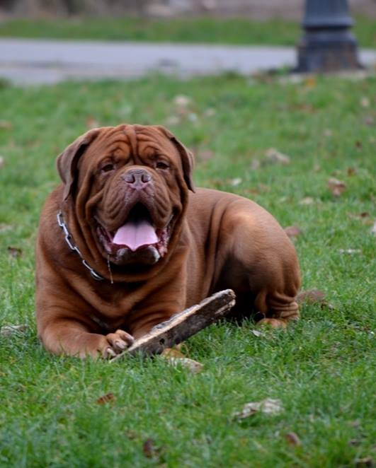 Ace Toza | Dogue de Bordeaux 