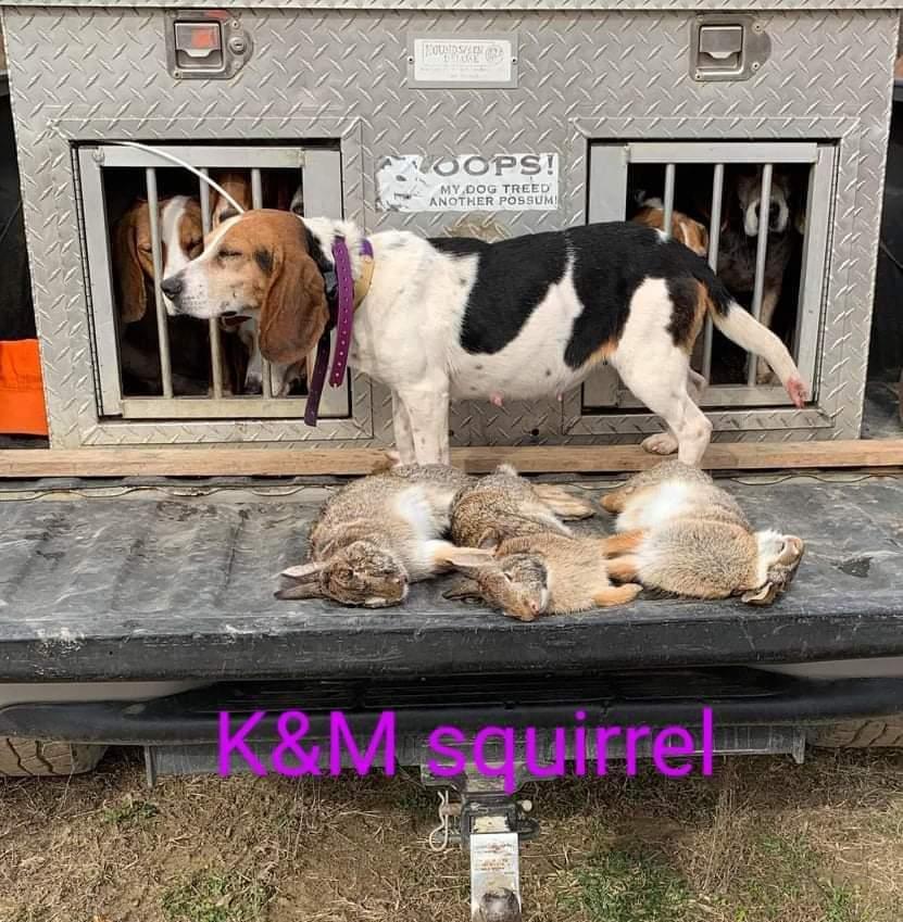 K &amp; M Squirrel | Beagle 
