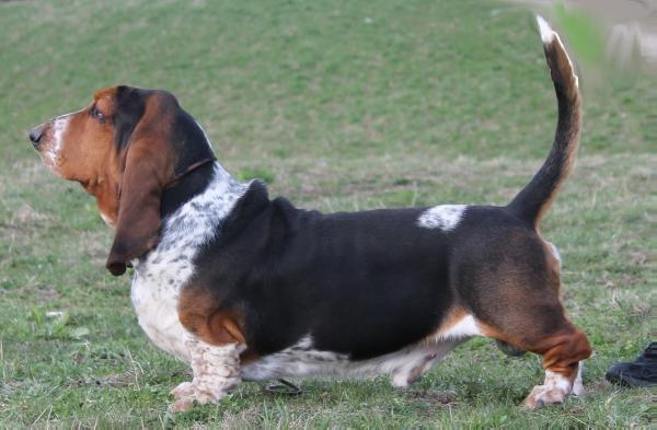 Bassbarr Kalypso Kid | Basset Hound 