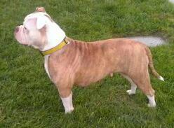 Mia of A&amp;K's | American Bulldog 