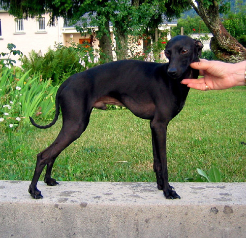 Valmiki Du Manoir des Ombreuses | Italian Greyhound 