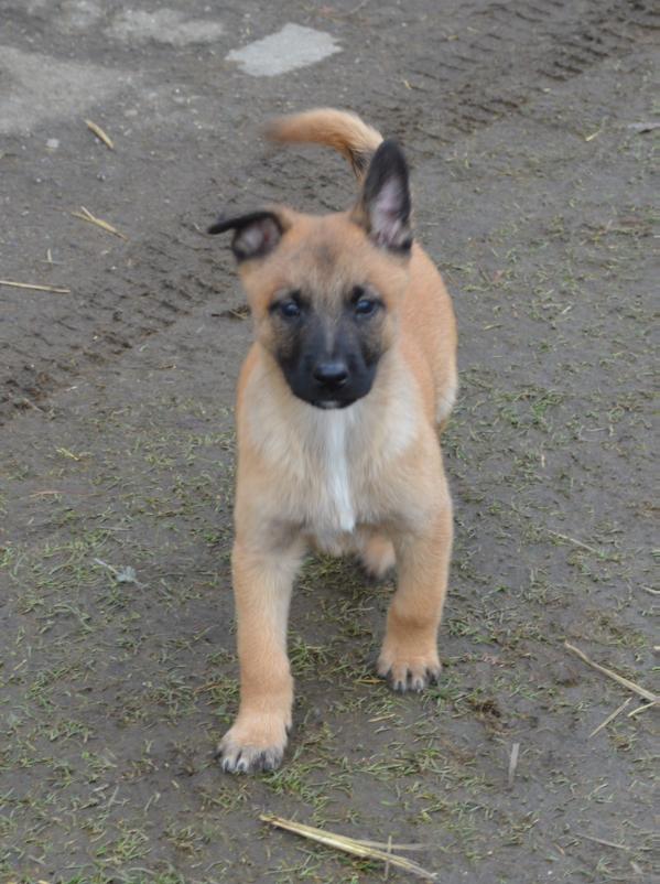 Body z Dracího údolí | Belgian Malinois 