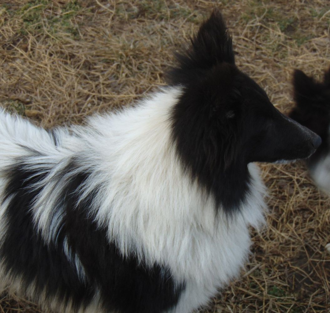 Elaraia Wee Mystical Oreo Bandit | Shetland Sheepdog 