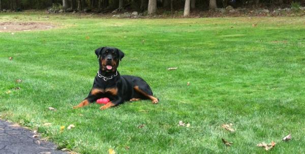 Tarpley's Jade | Rottweiler 