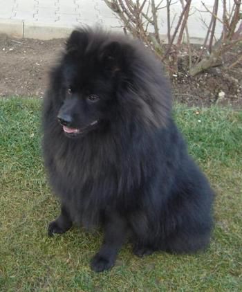 FRENKI BLACK RE-JAN MORAVIA | German Spitz 