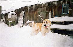 Ak Nukker Aladzha | Central Asian Shepherd Dog 