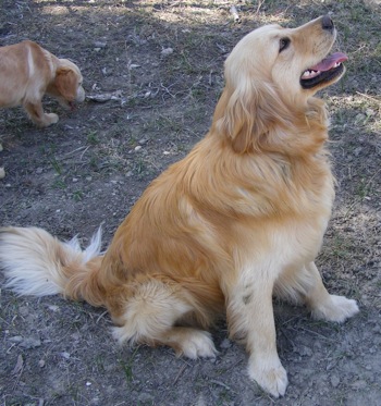 Rosiebear's Duke | Golden Retriever 