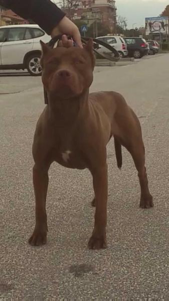 JAEDY'S AMERICAN DEVILS NUTELLA | American Pit Bull Terrier 